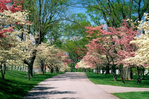 Parque en Primavera. Foto tomada de Internet